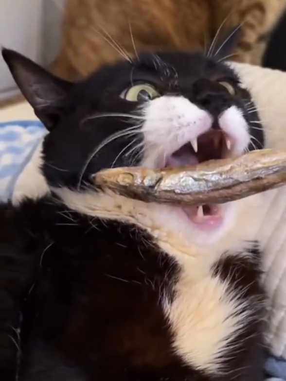 @Catman