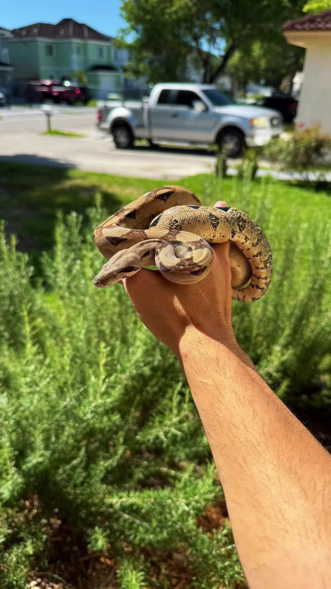 @BosaReptilez