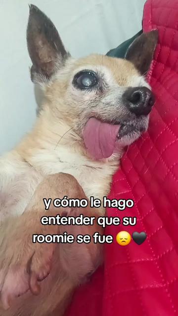 @Alyss Wonder