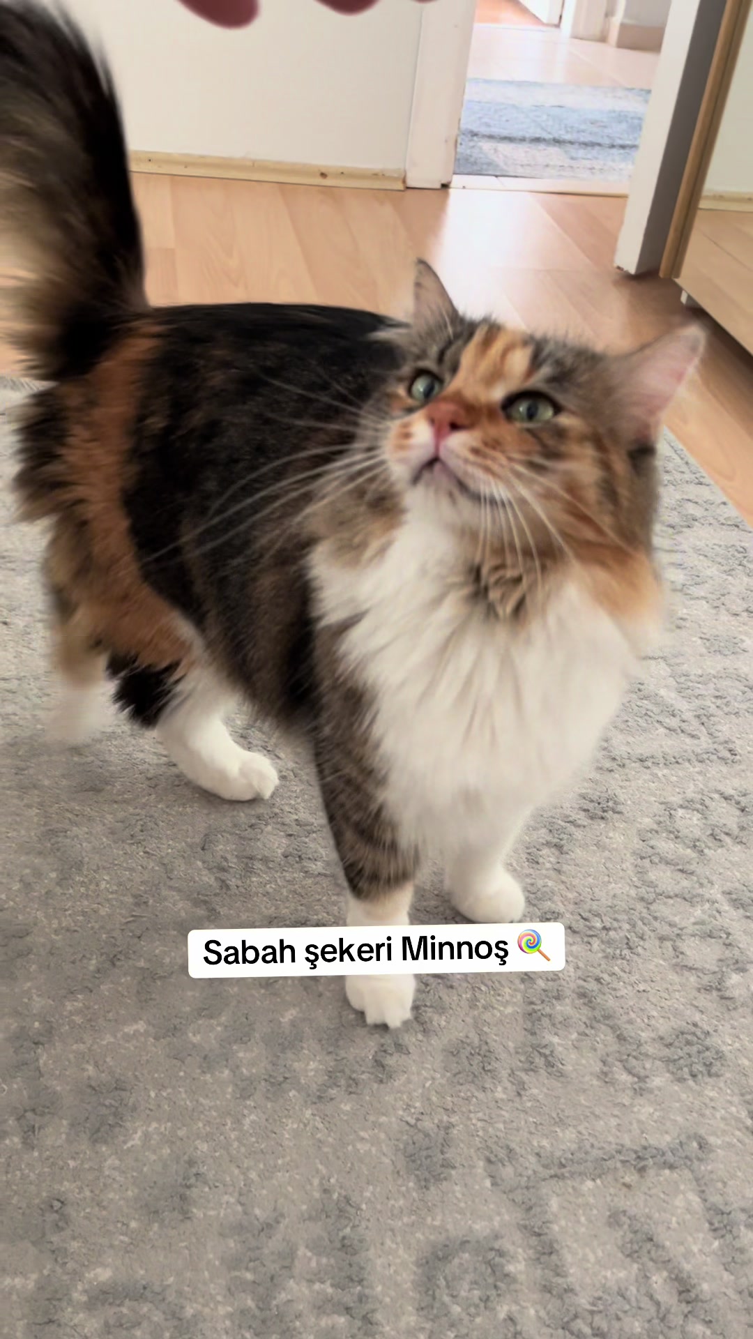 @konusankediminnos