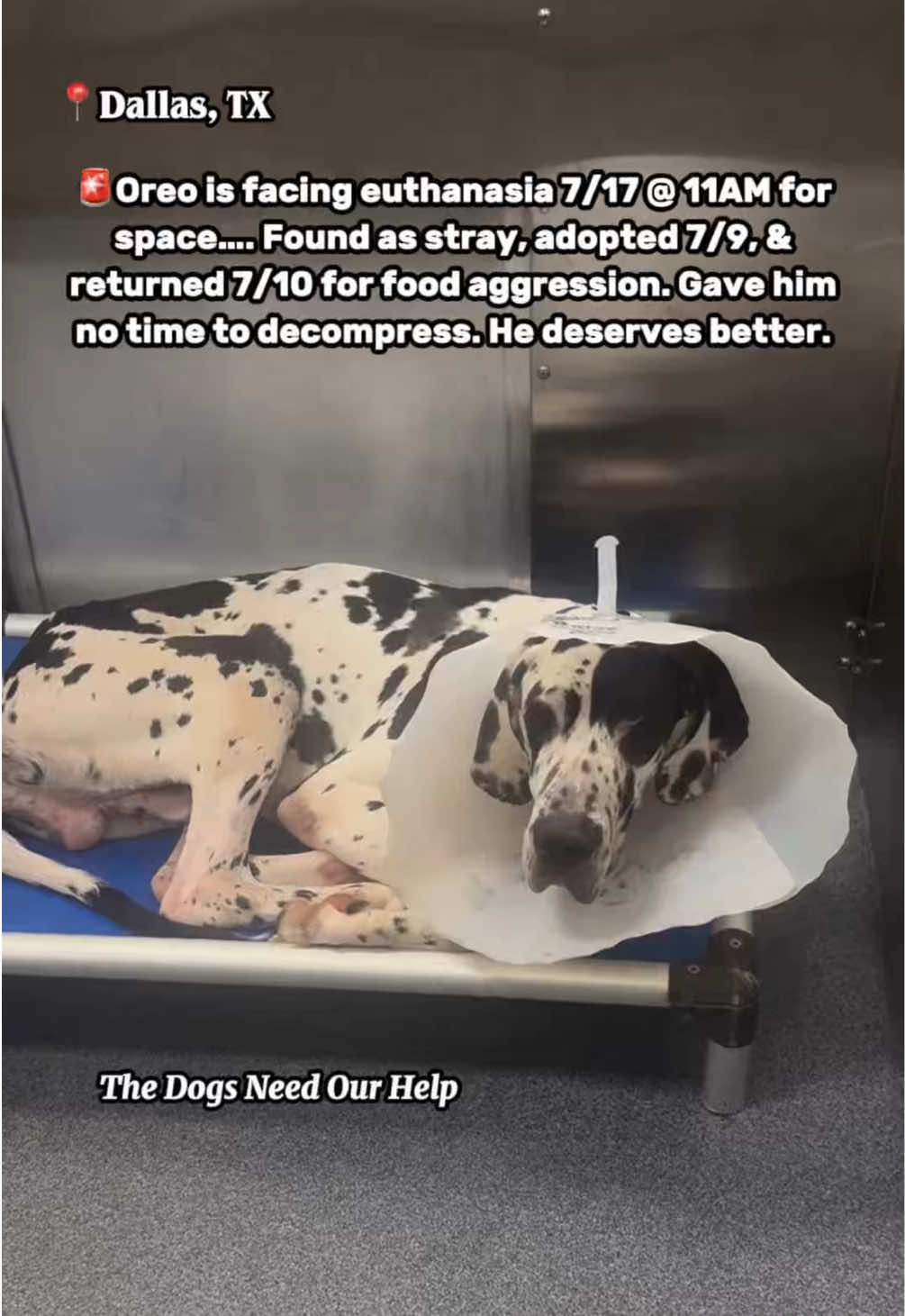 @The Dogs Need Our Help