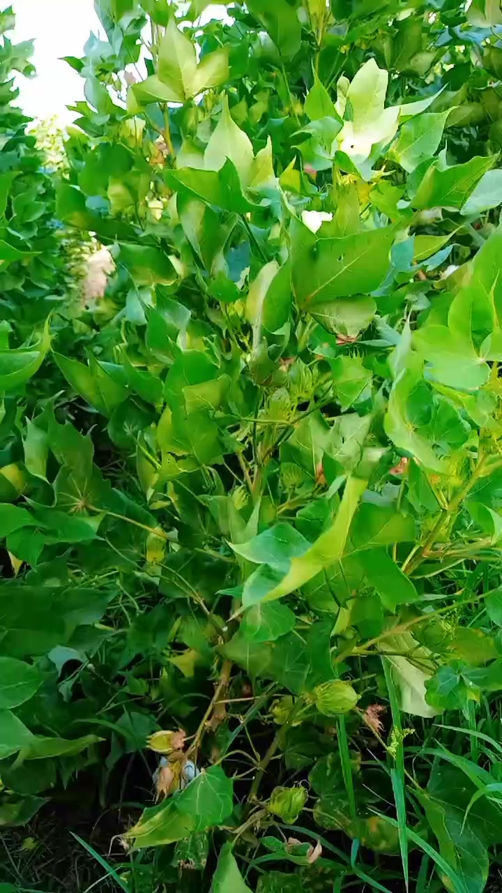 @kreemshaikh
