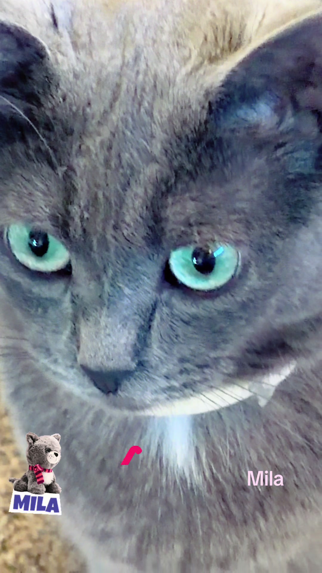 @Amri Gatitos
