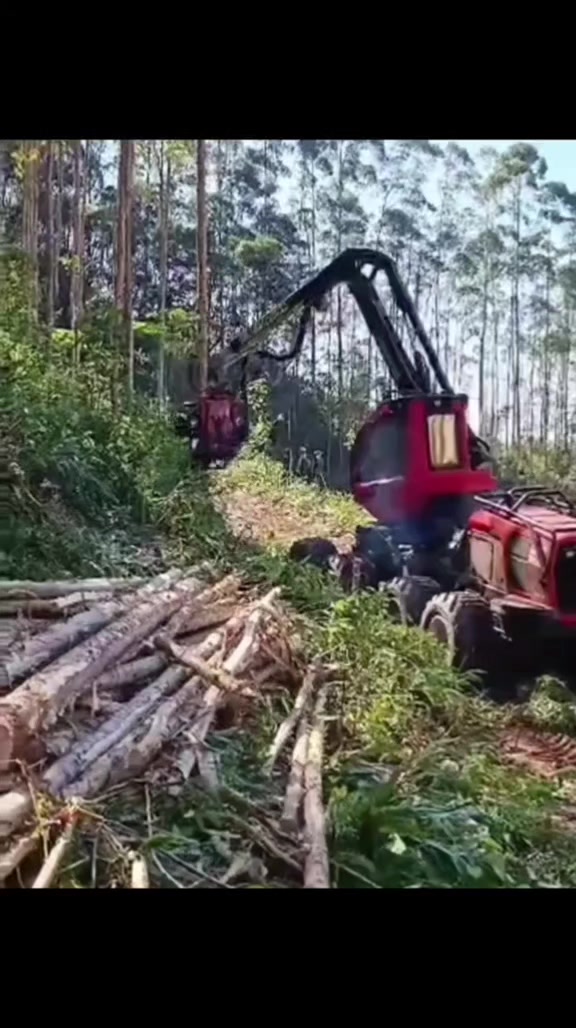 @🌲MAIKY_ROMÃO🌲