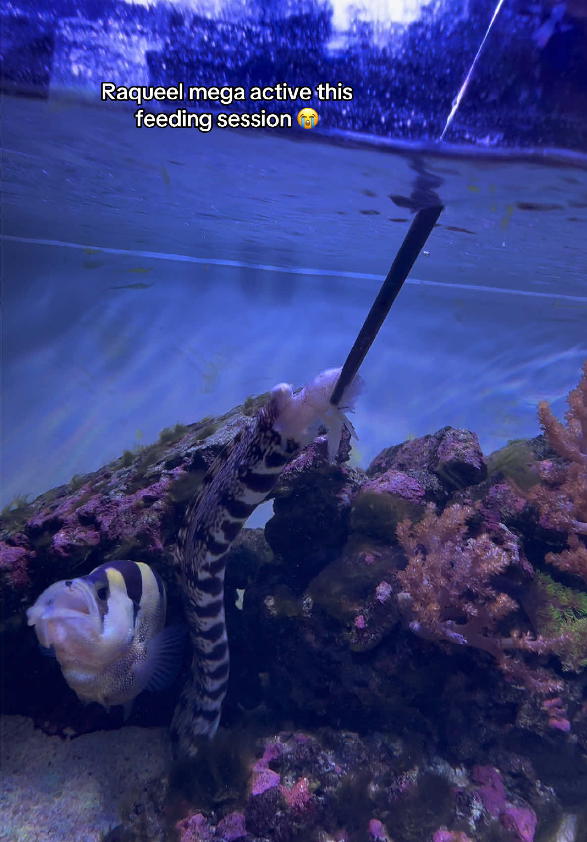 @ReefSync