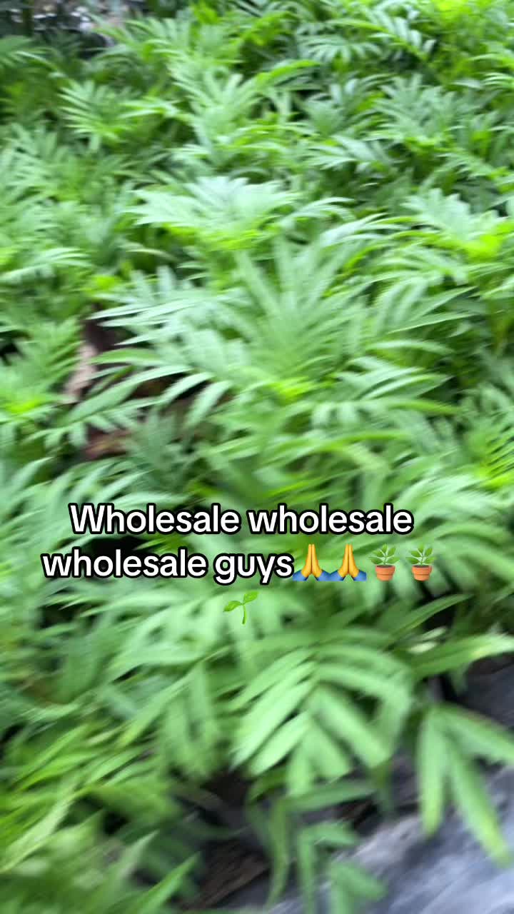 @KRistinaNURSARY ❤️🌲