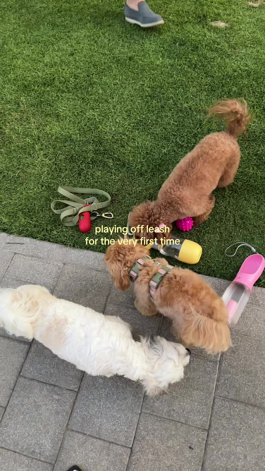 @Mochi the Maltipoo 🐻