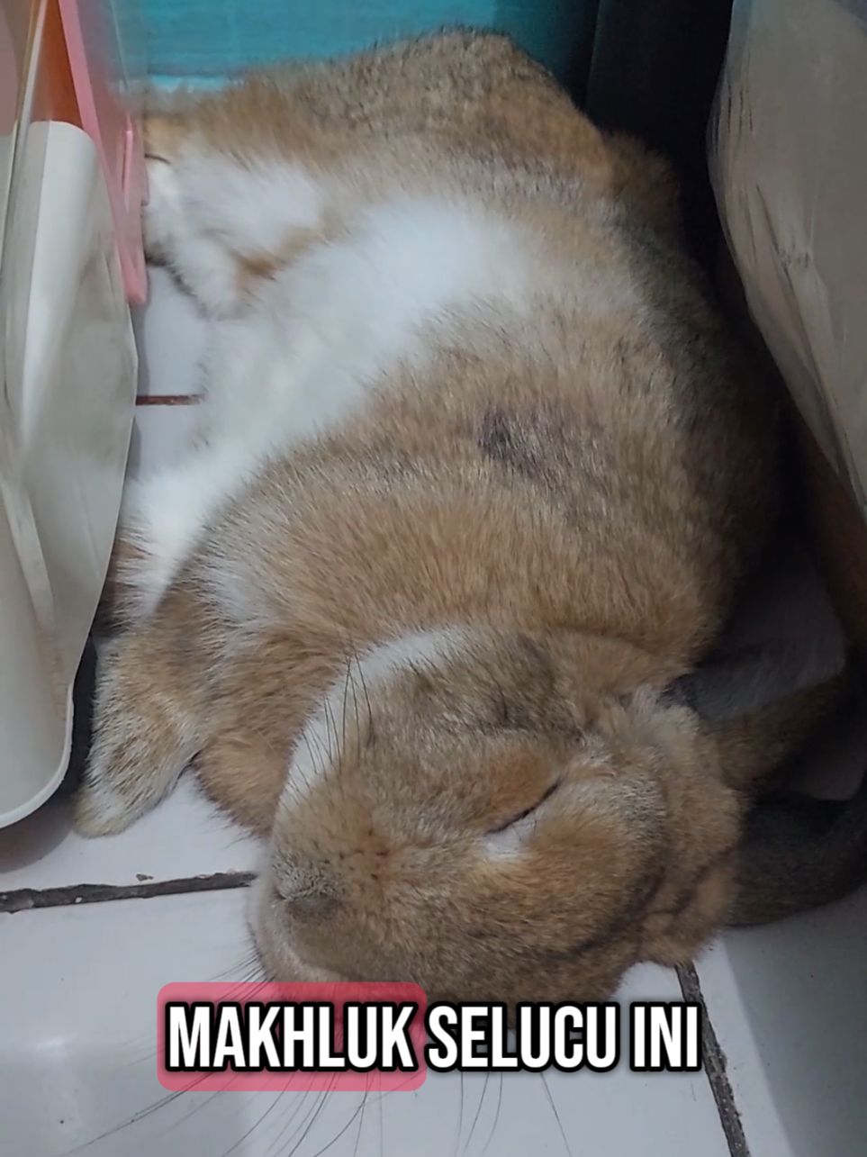 @Zada The Bunny