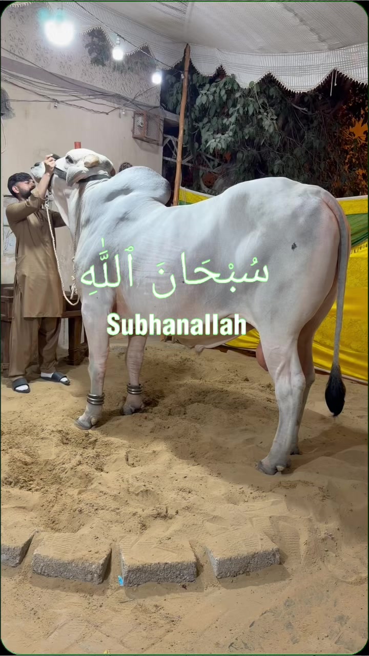 @Ahyaan cattle farm