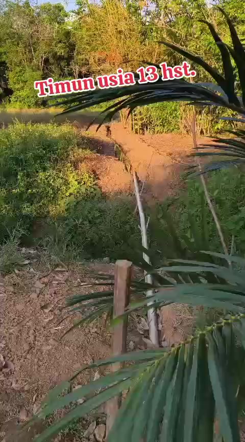 @SURYA TANI