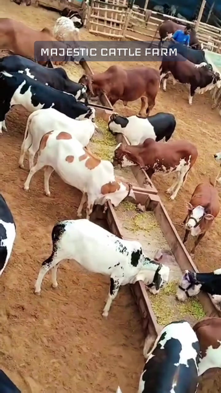 @MAJESTIC CATTLE & GOAT FARM