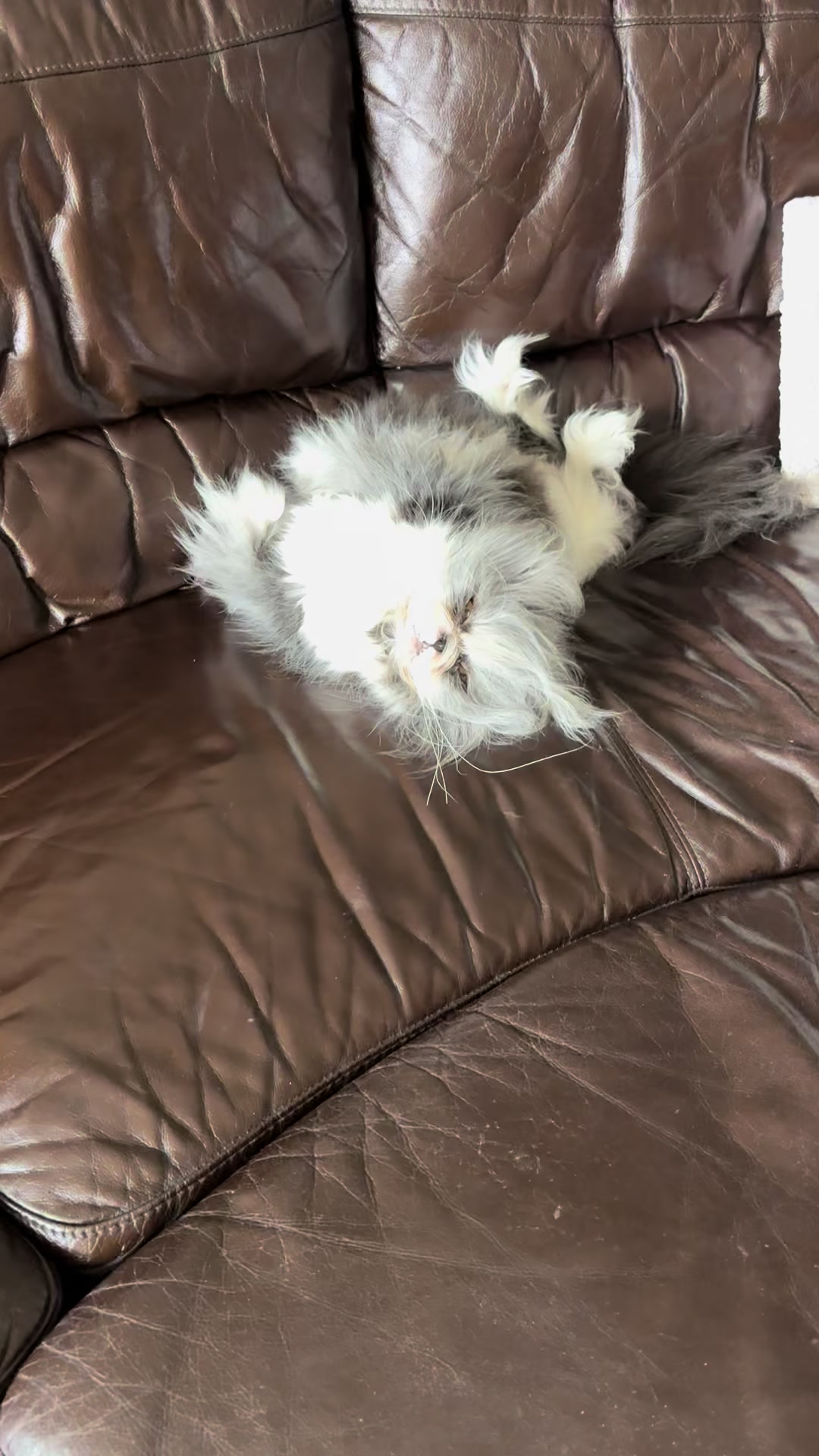 @atchoumthecat