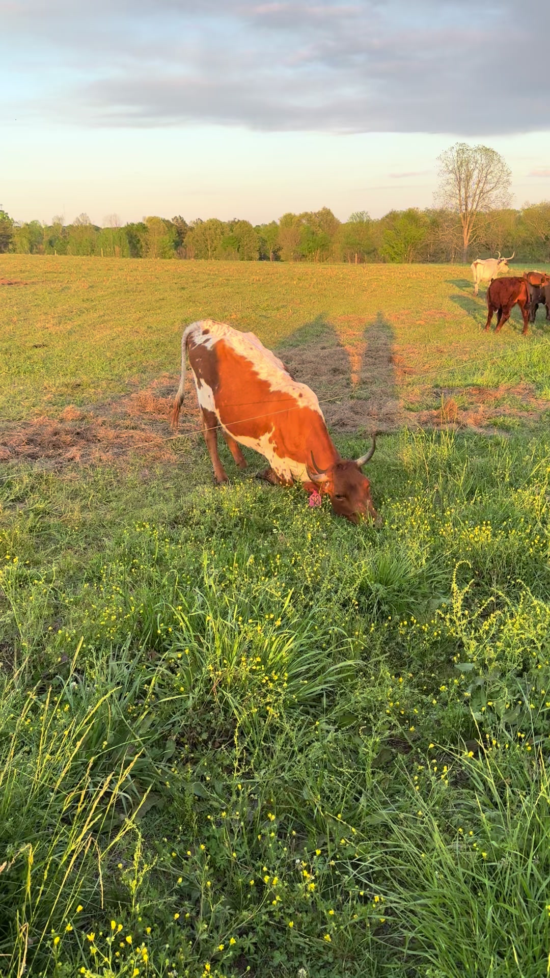 @Flat Rock Cattle Co