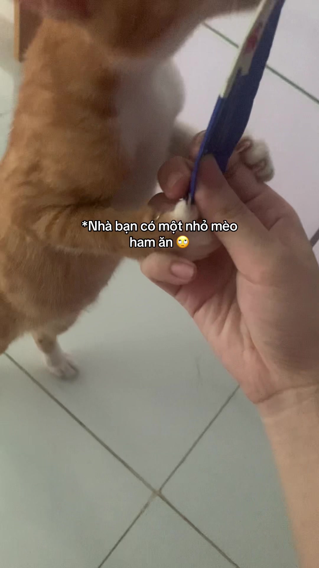 @Trú mèo tên mimi