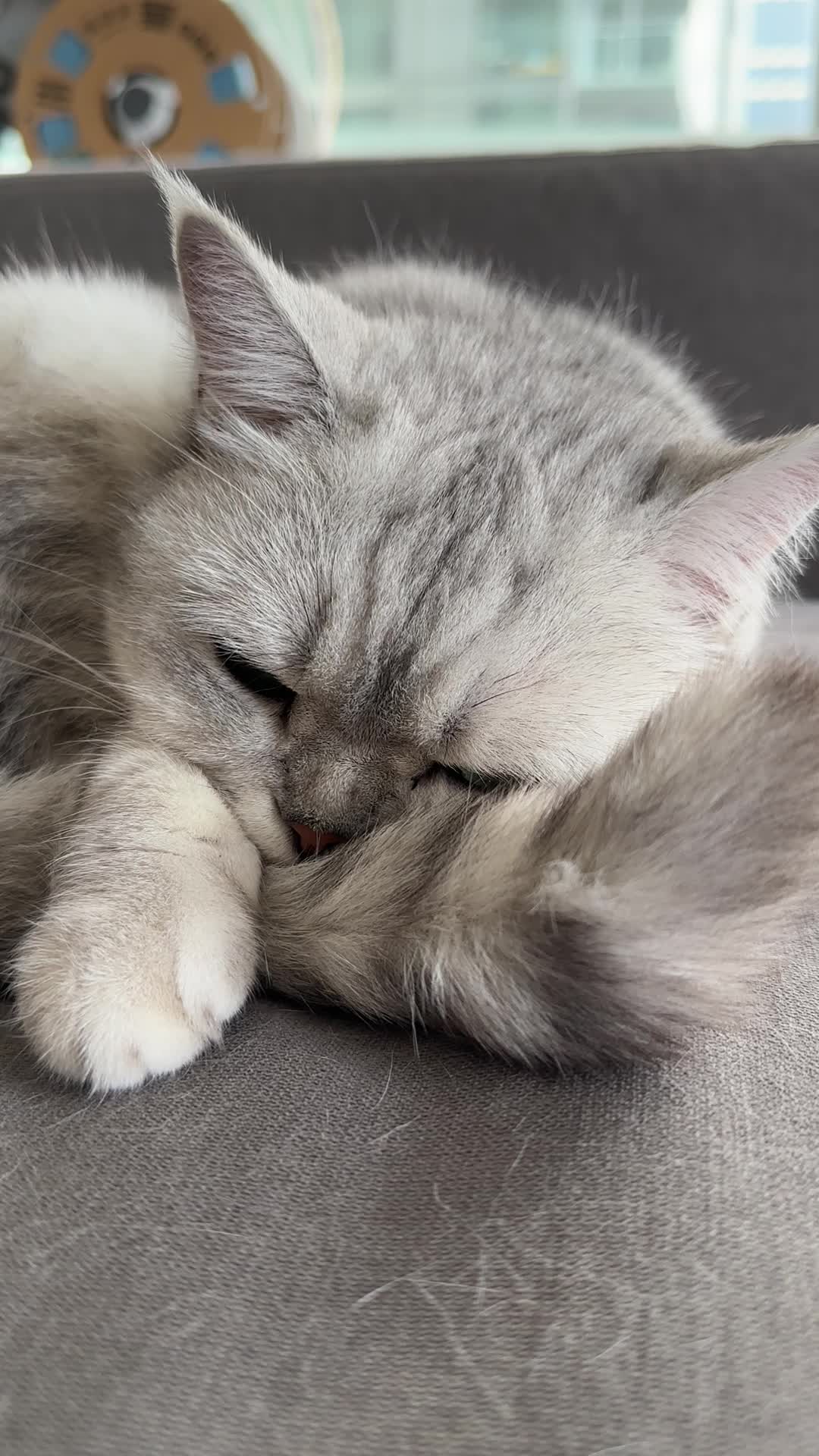 @riceballmeow88