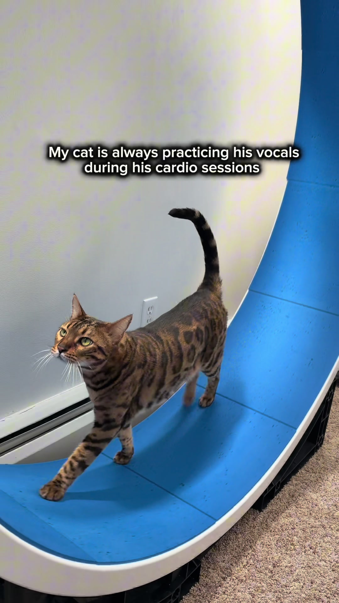 @Three Nawty Cats