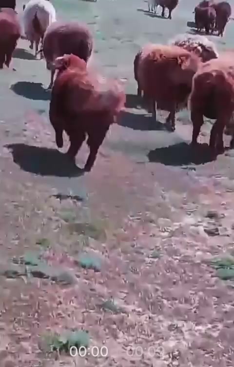 @ереке