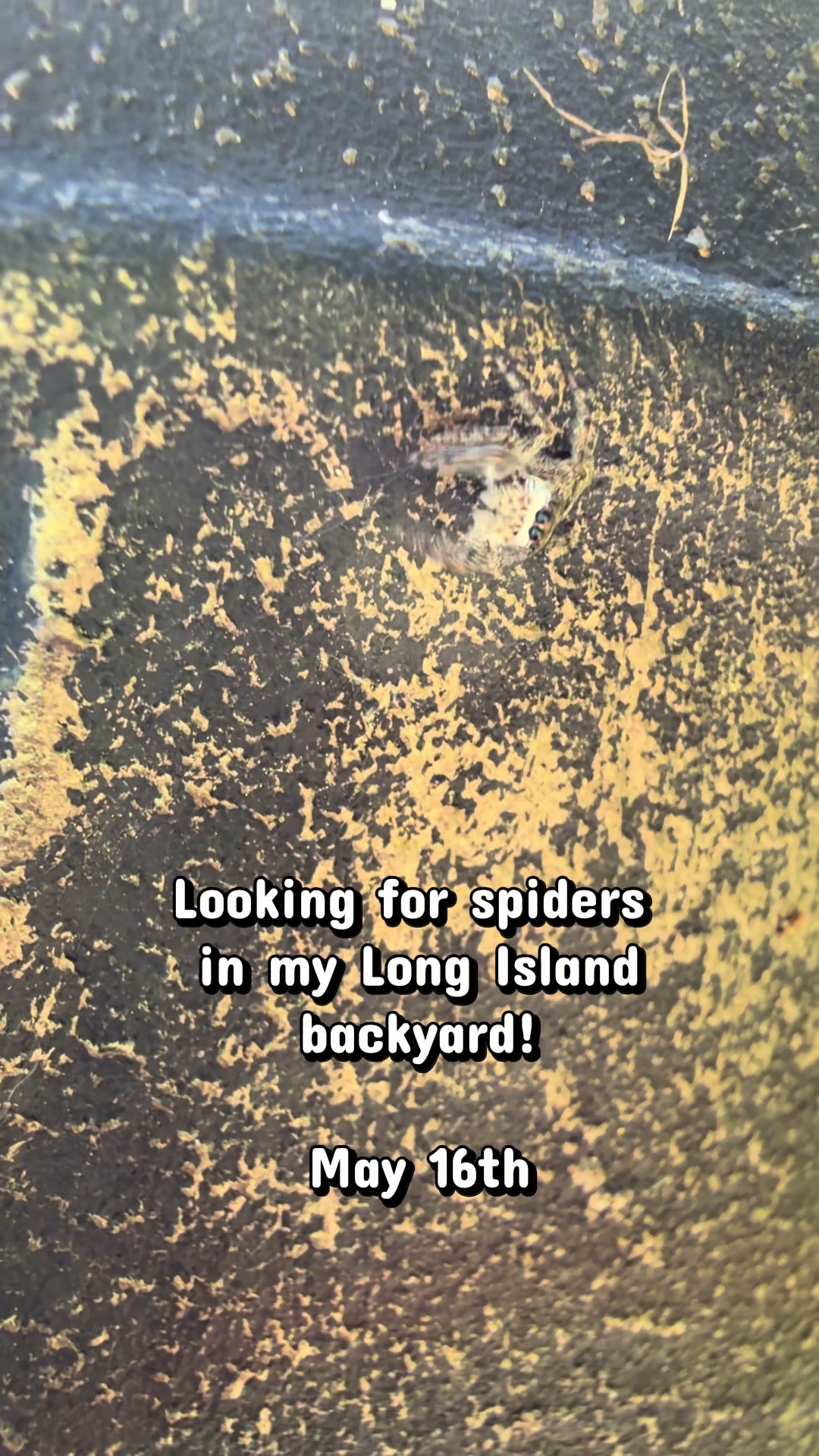 @arachnids