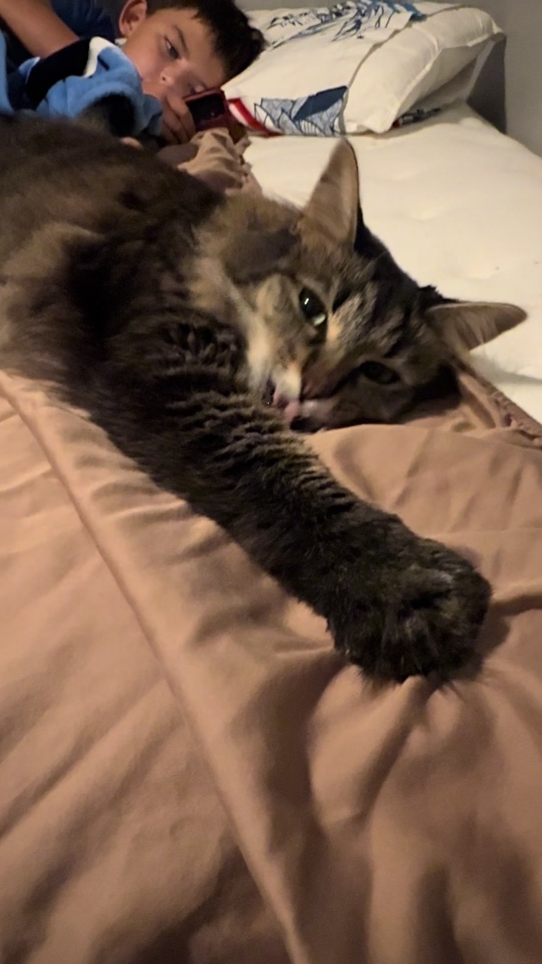 @RoxySnowballCatDrama