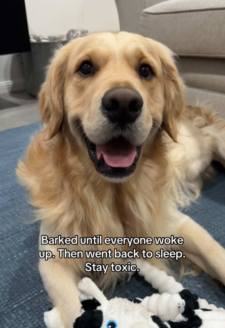 @lunas_golden_life