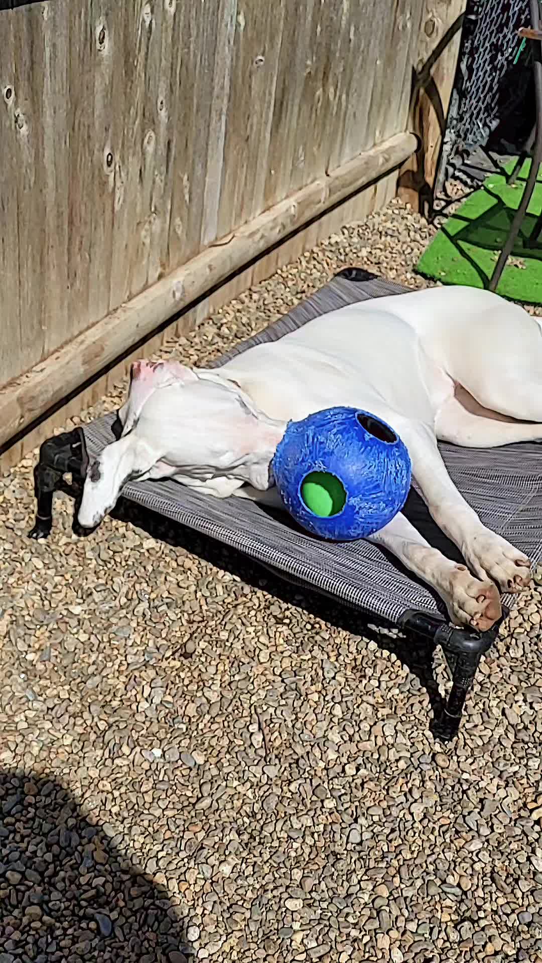 @Magicdogland.com
