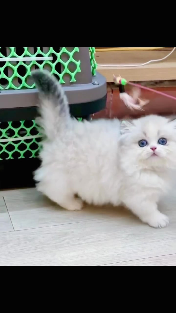 @fuyncats