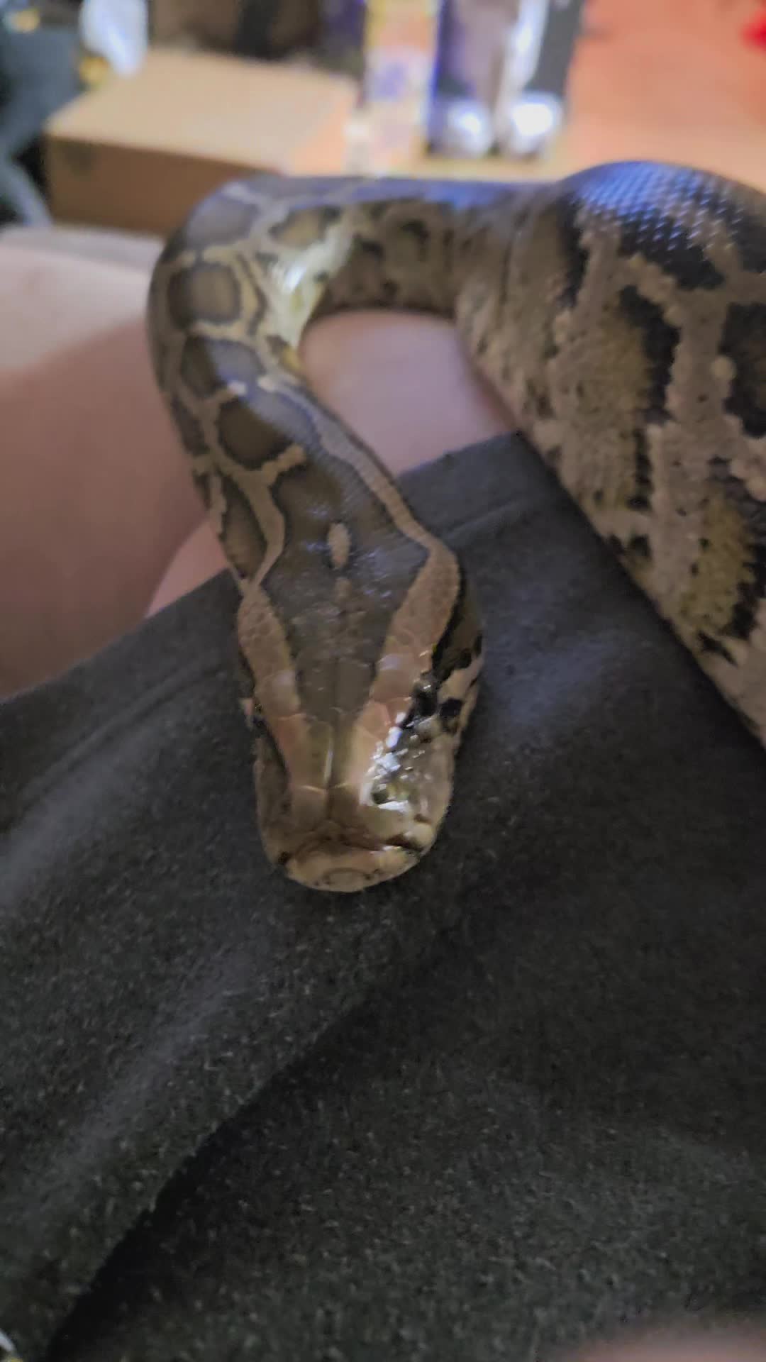 @mudcowpythons