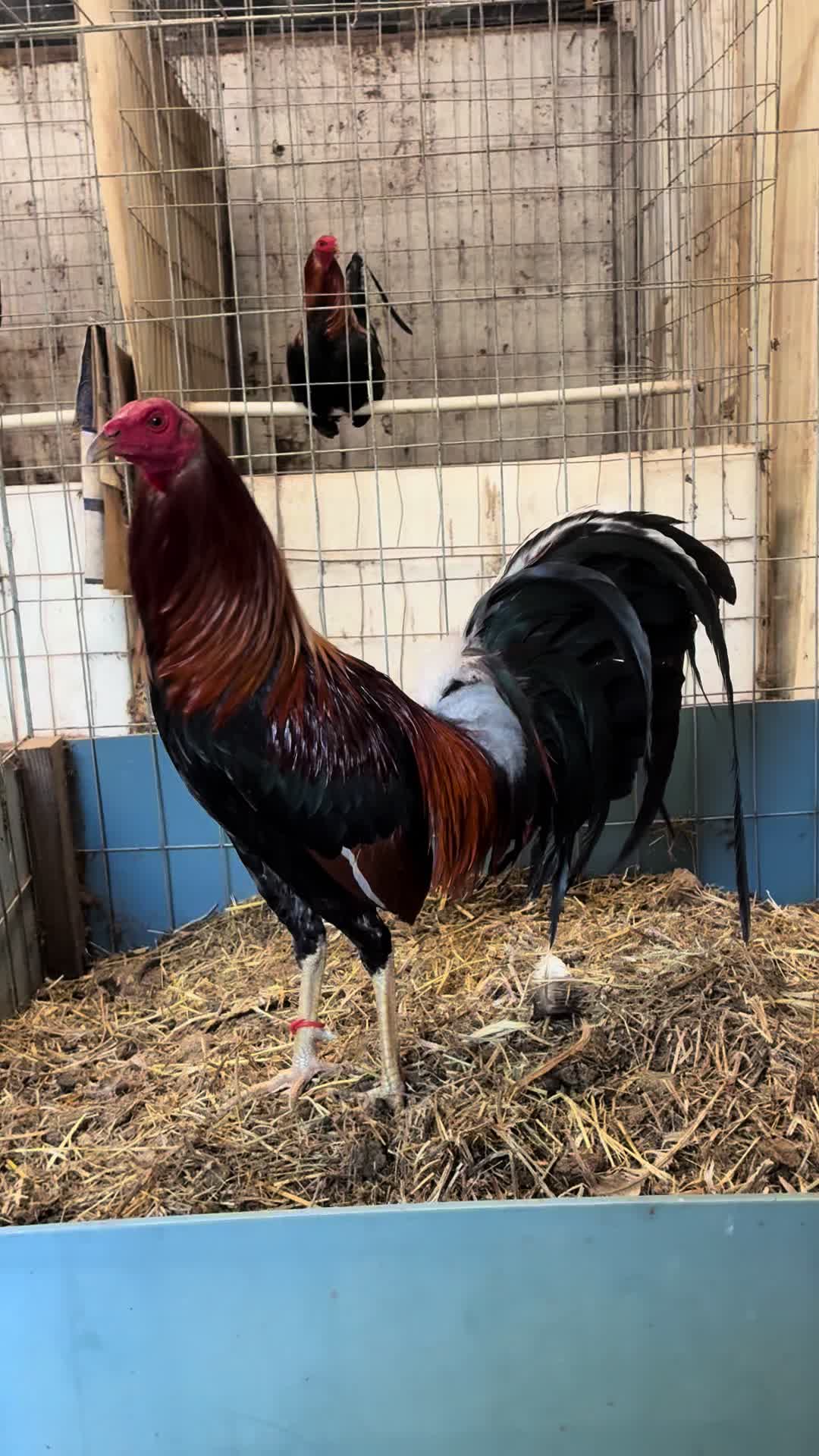@Rancho_Ramirez209