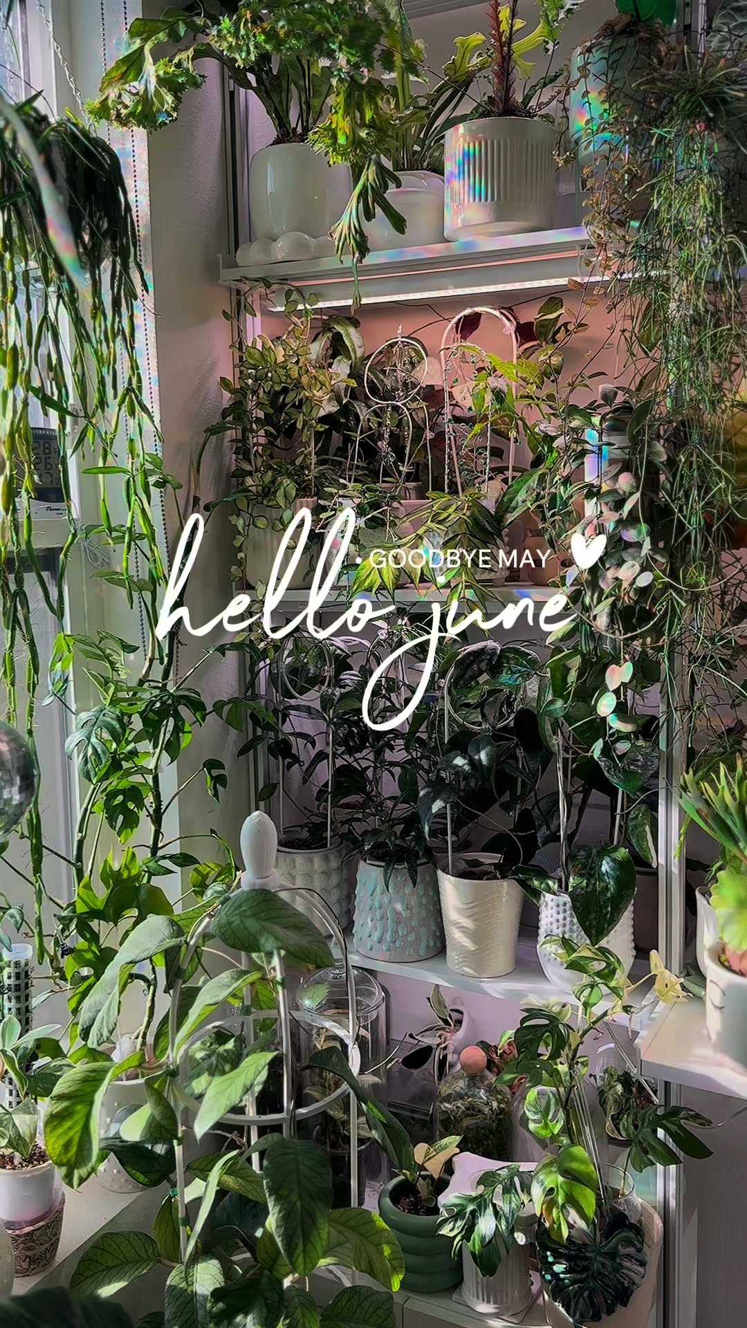 @Cyril&rsquo;s Plants | Cats | DIY 🌿