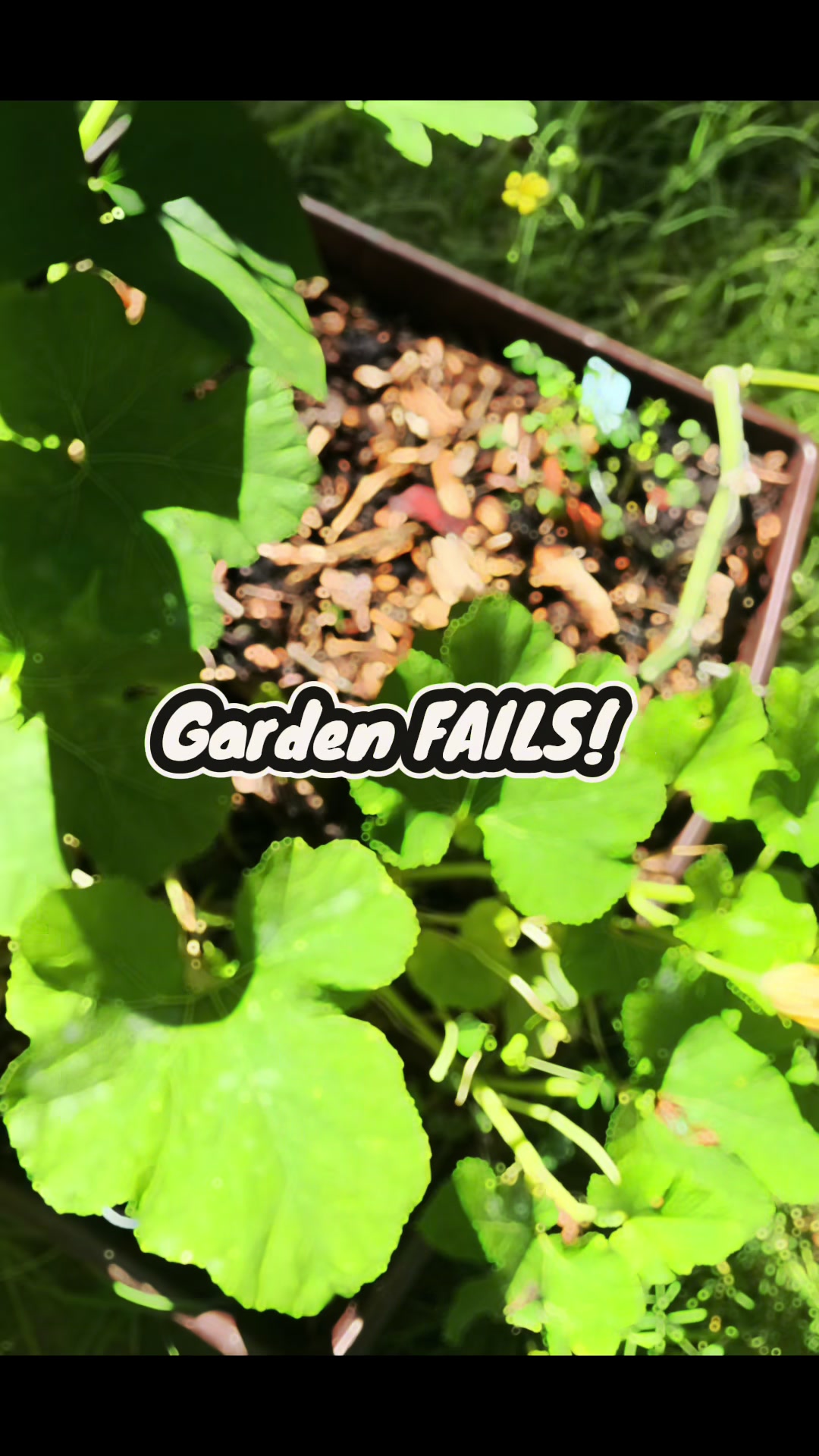 @greengirlgardens