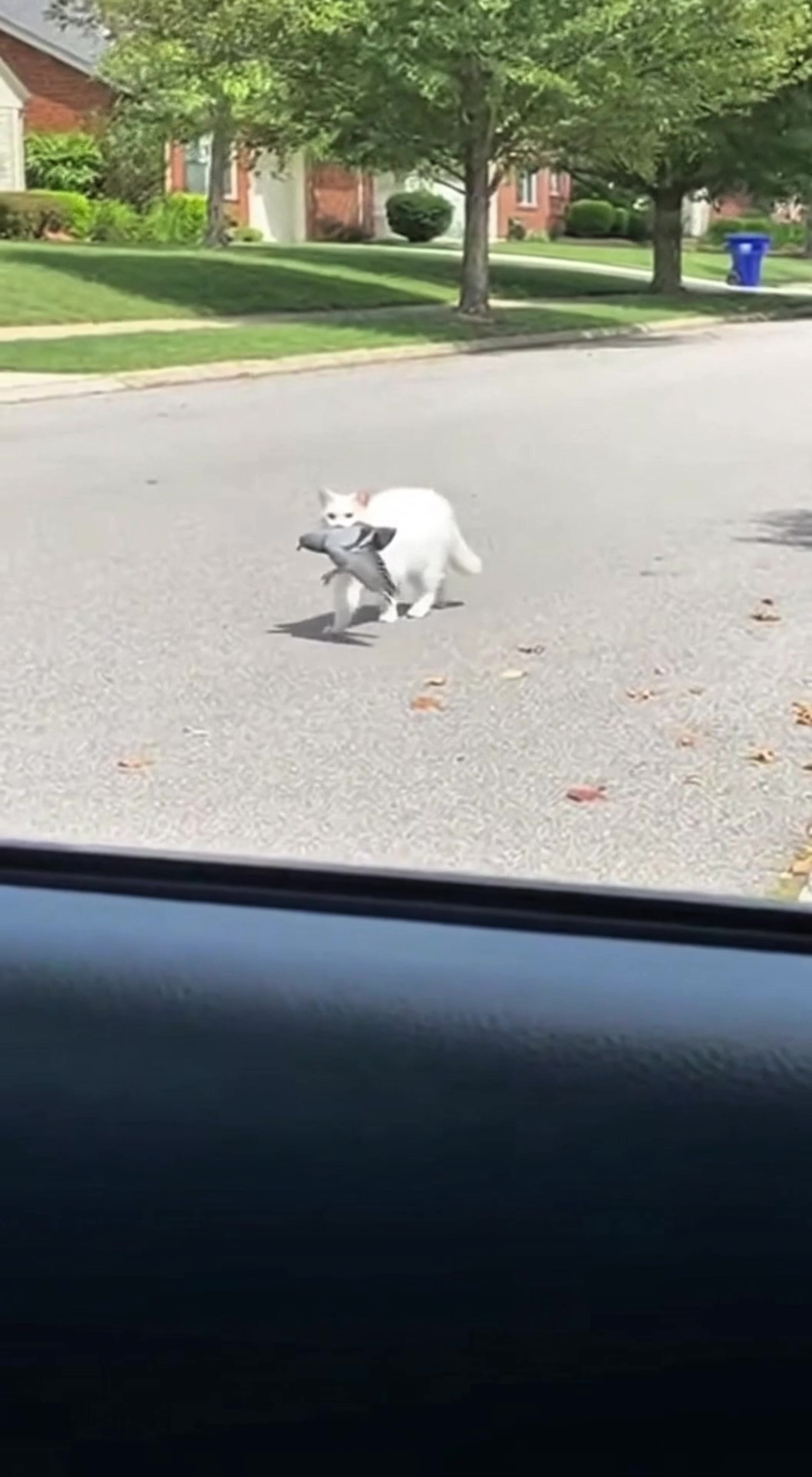 @Paw on Camera