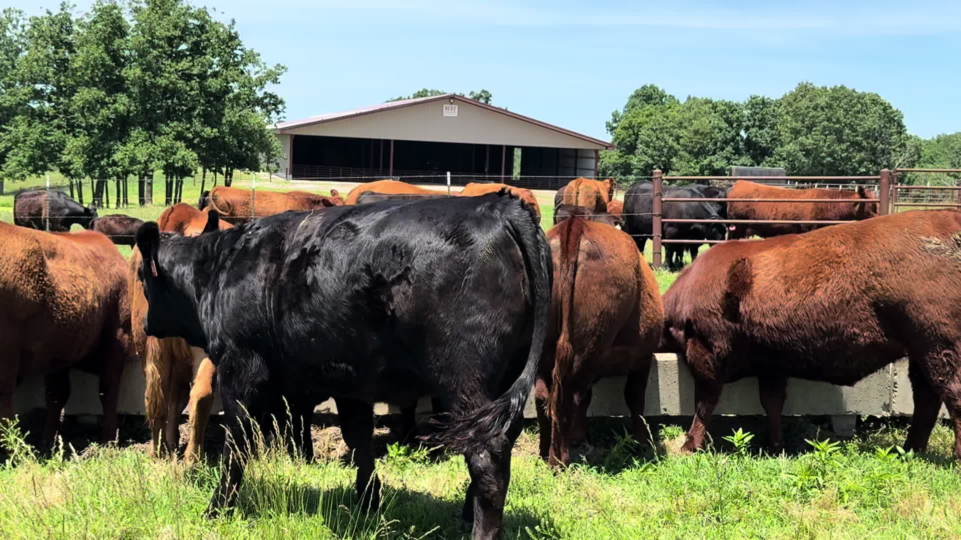 @Massey Land & Cattle