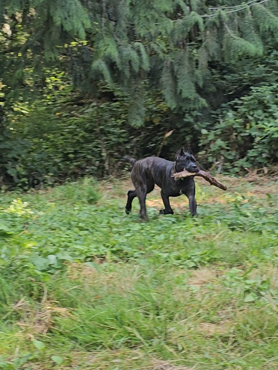 @SalmonCreekCaneCorso