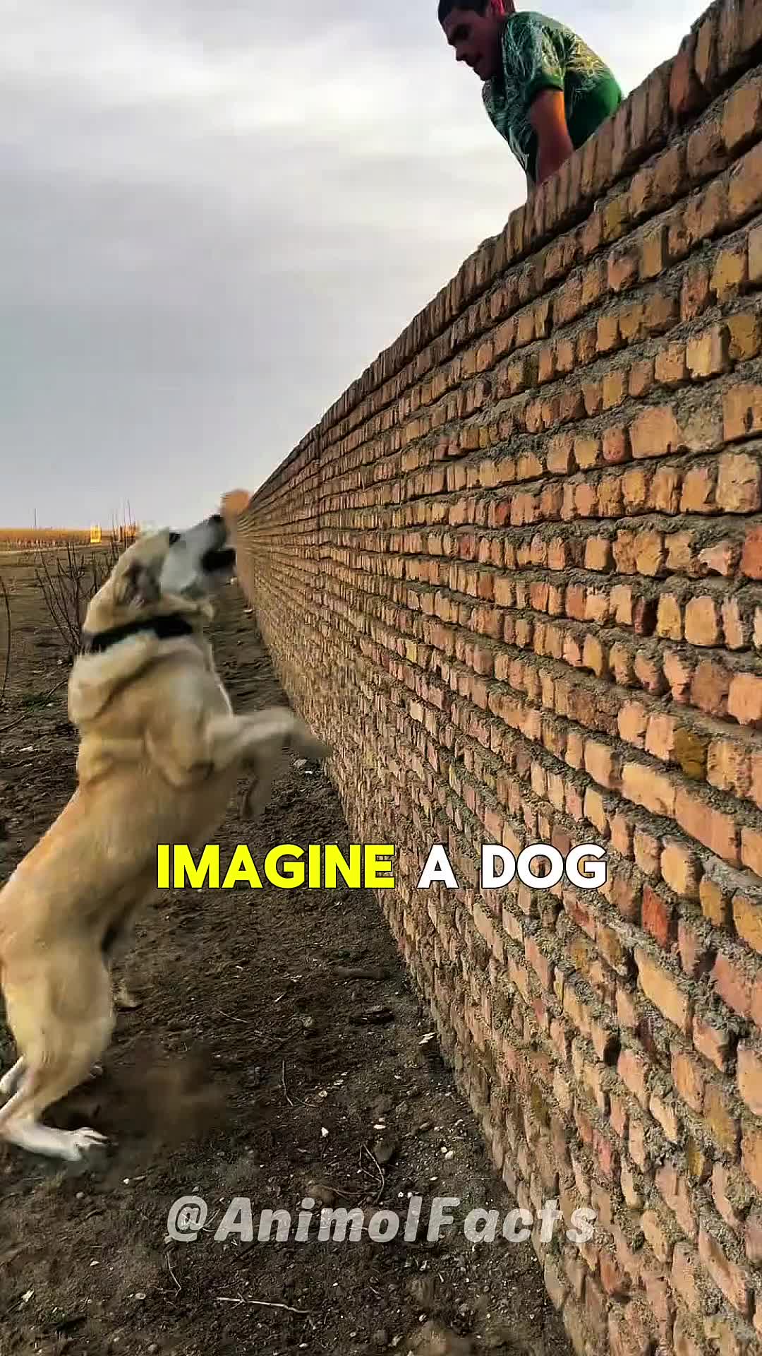 @animolfacts