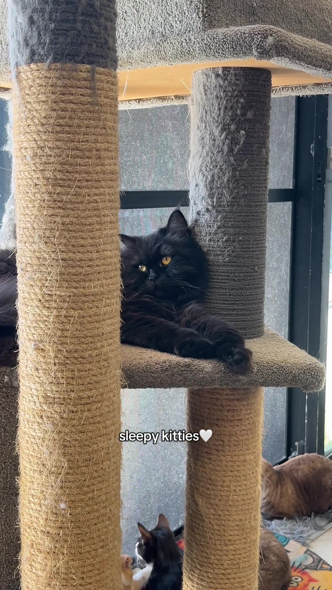 @crazycatcafe