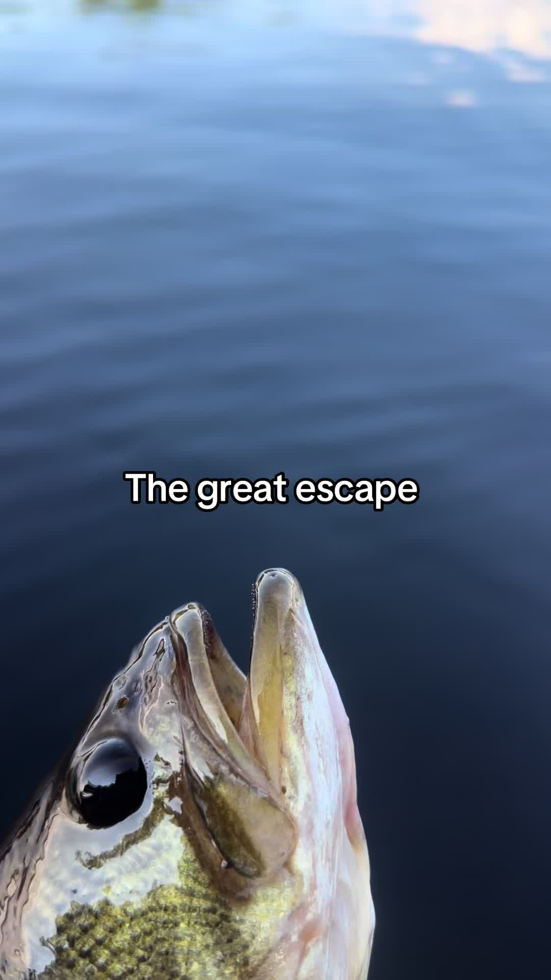 @wildbillfishing