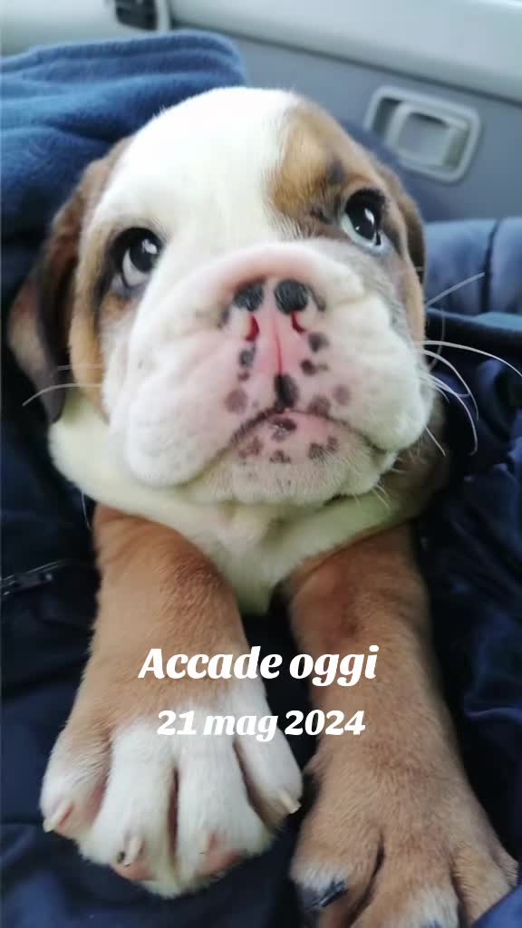 @Cri🐾M❤️rghy🐾labulla❤️