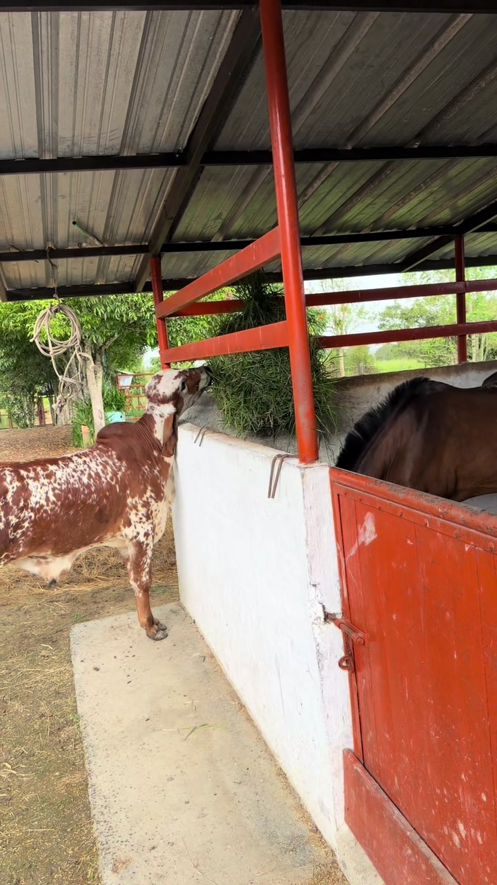 @Jhonatan Cabrera Var