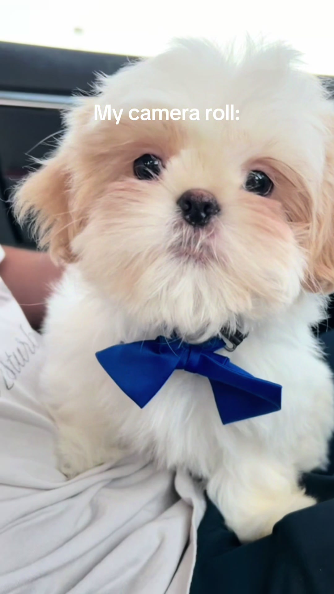 @Hugh the Shih Tzu