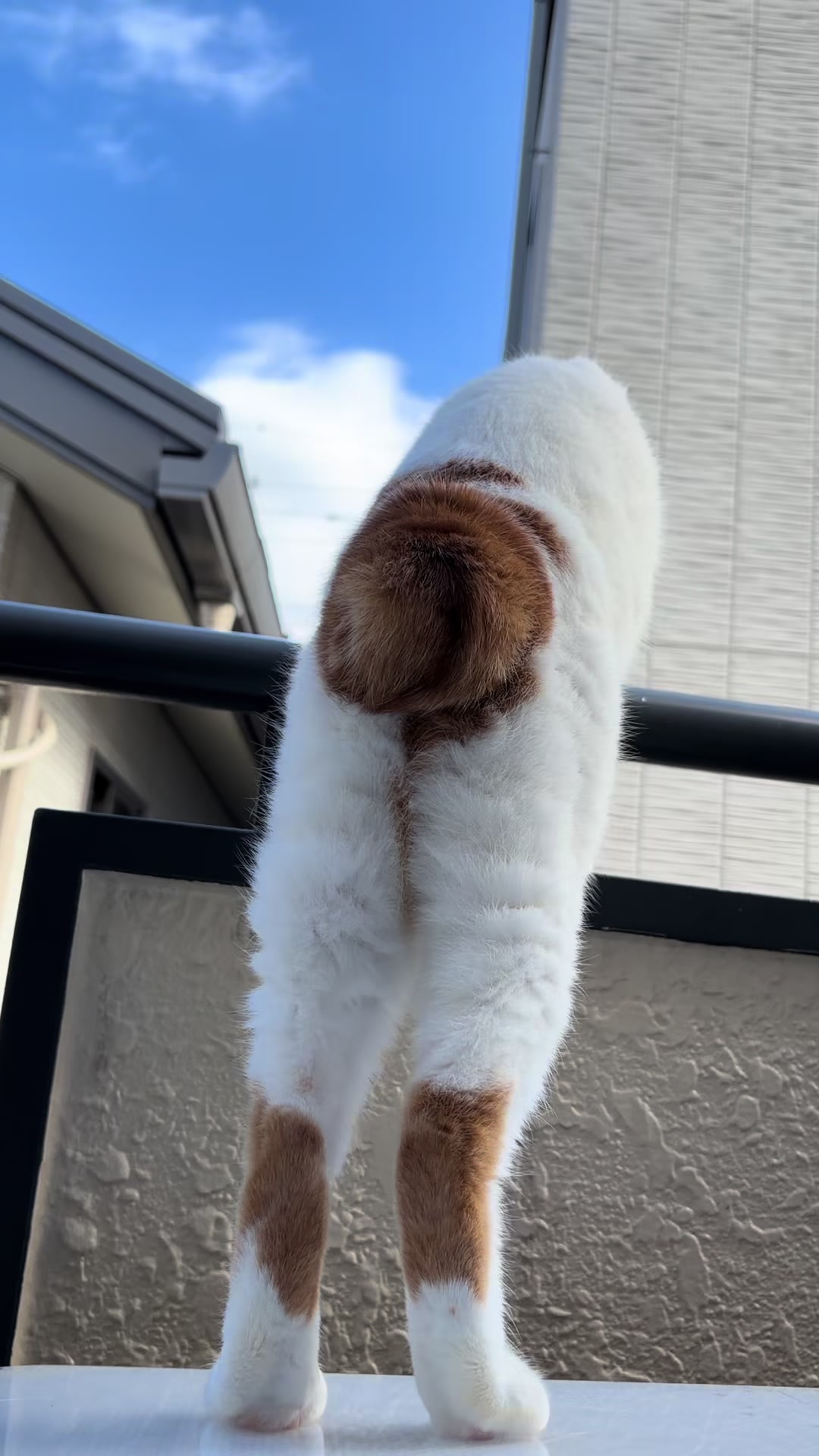 @わたっぴ
