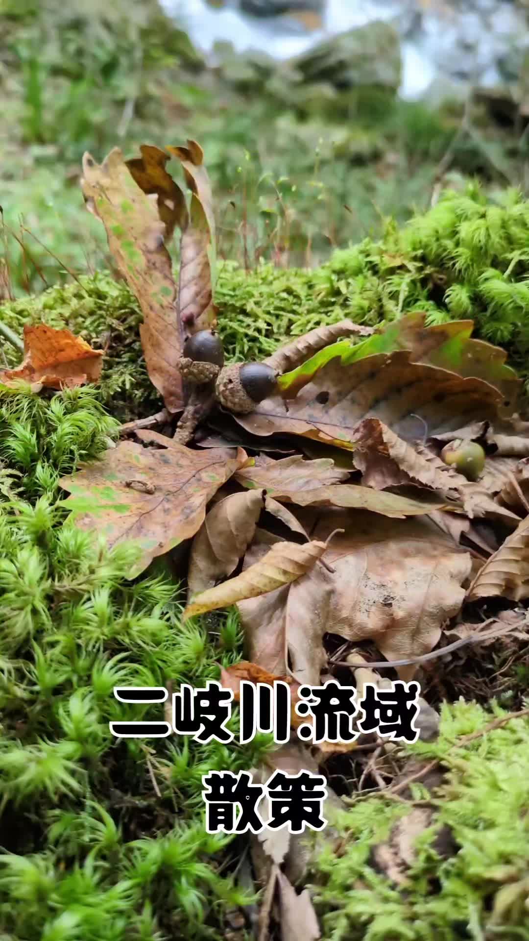 @若旦那