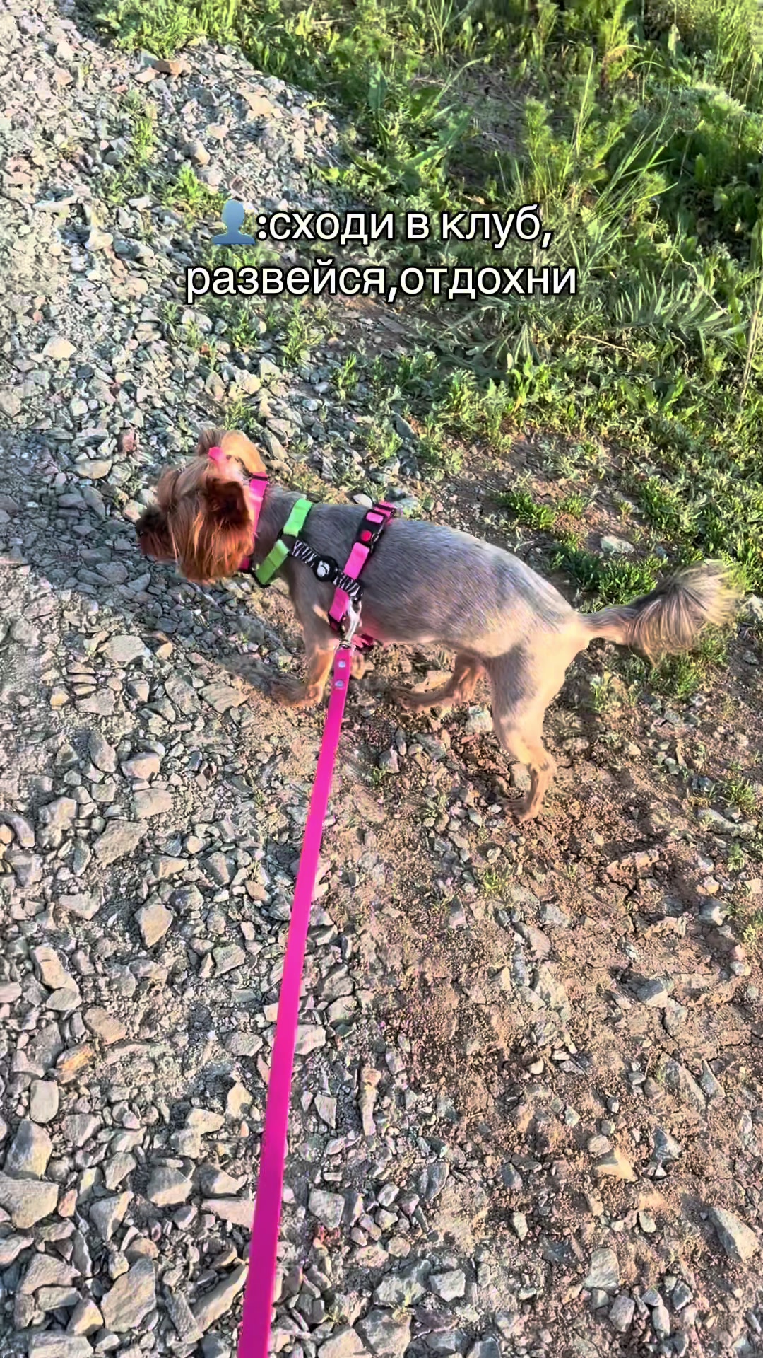 @Собака Евик🐾