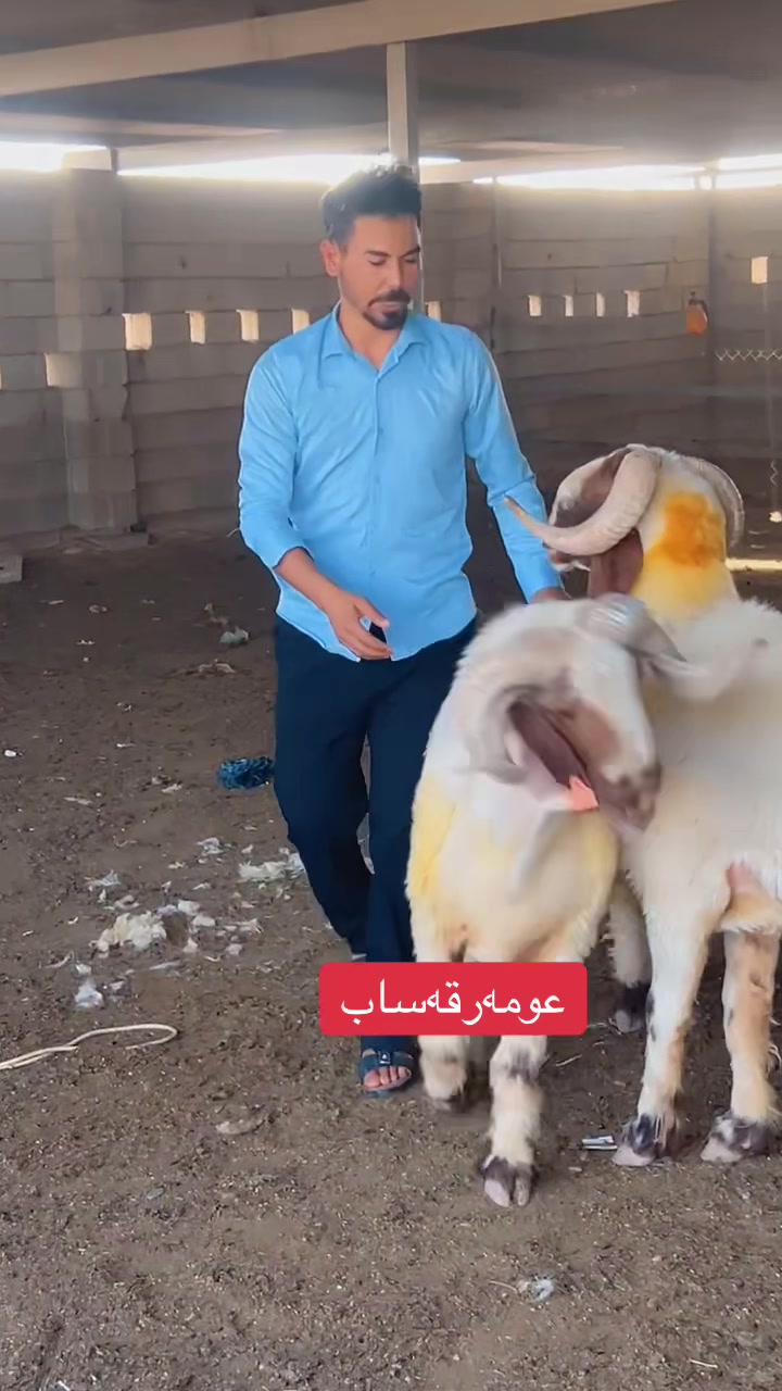 @عو مەر قەساب