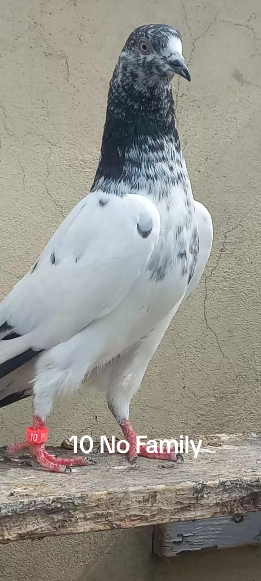 @Ranakasuripigeon