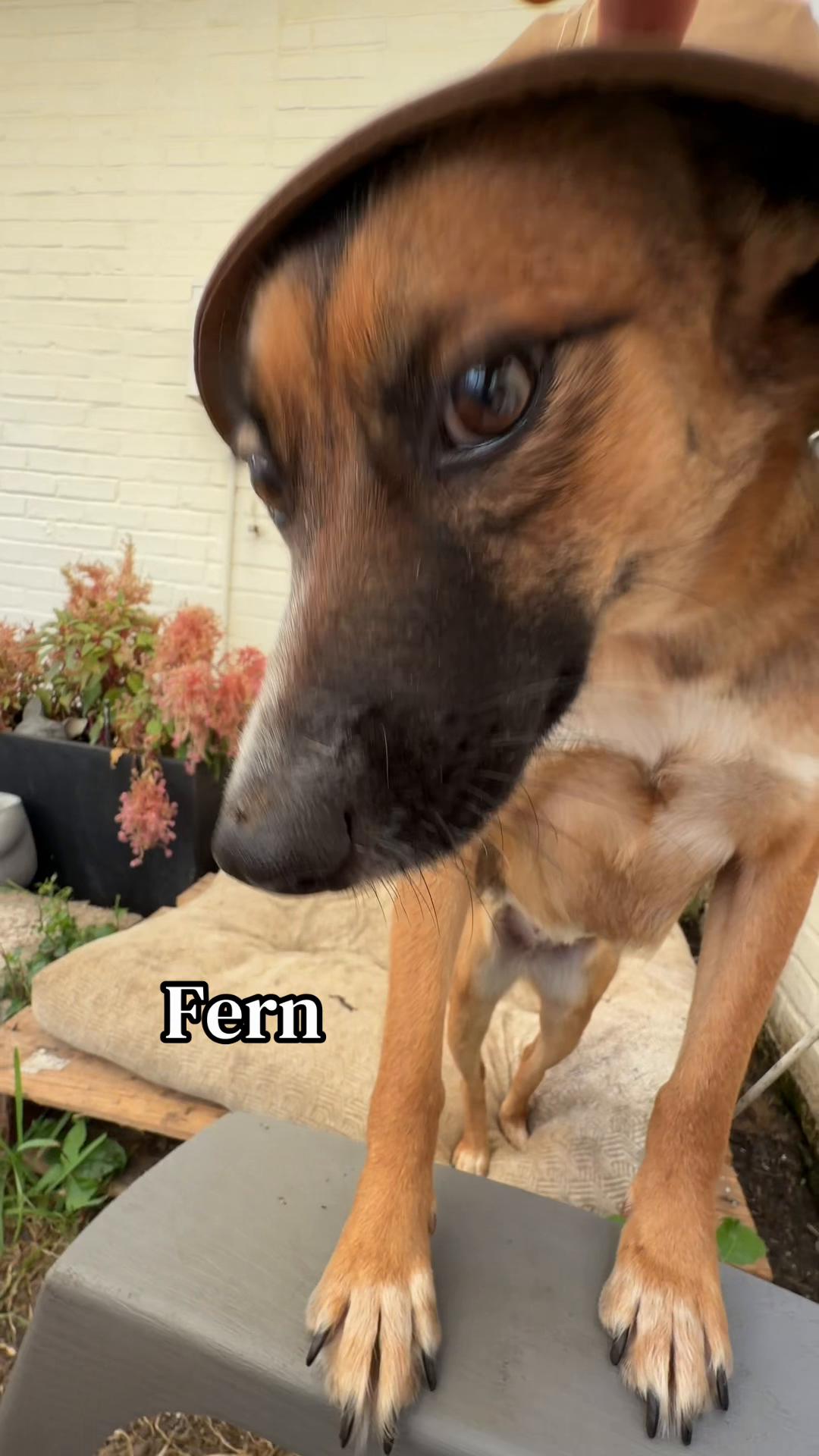 @Just A Girl Saving Dogs