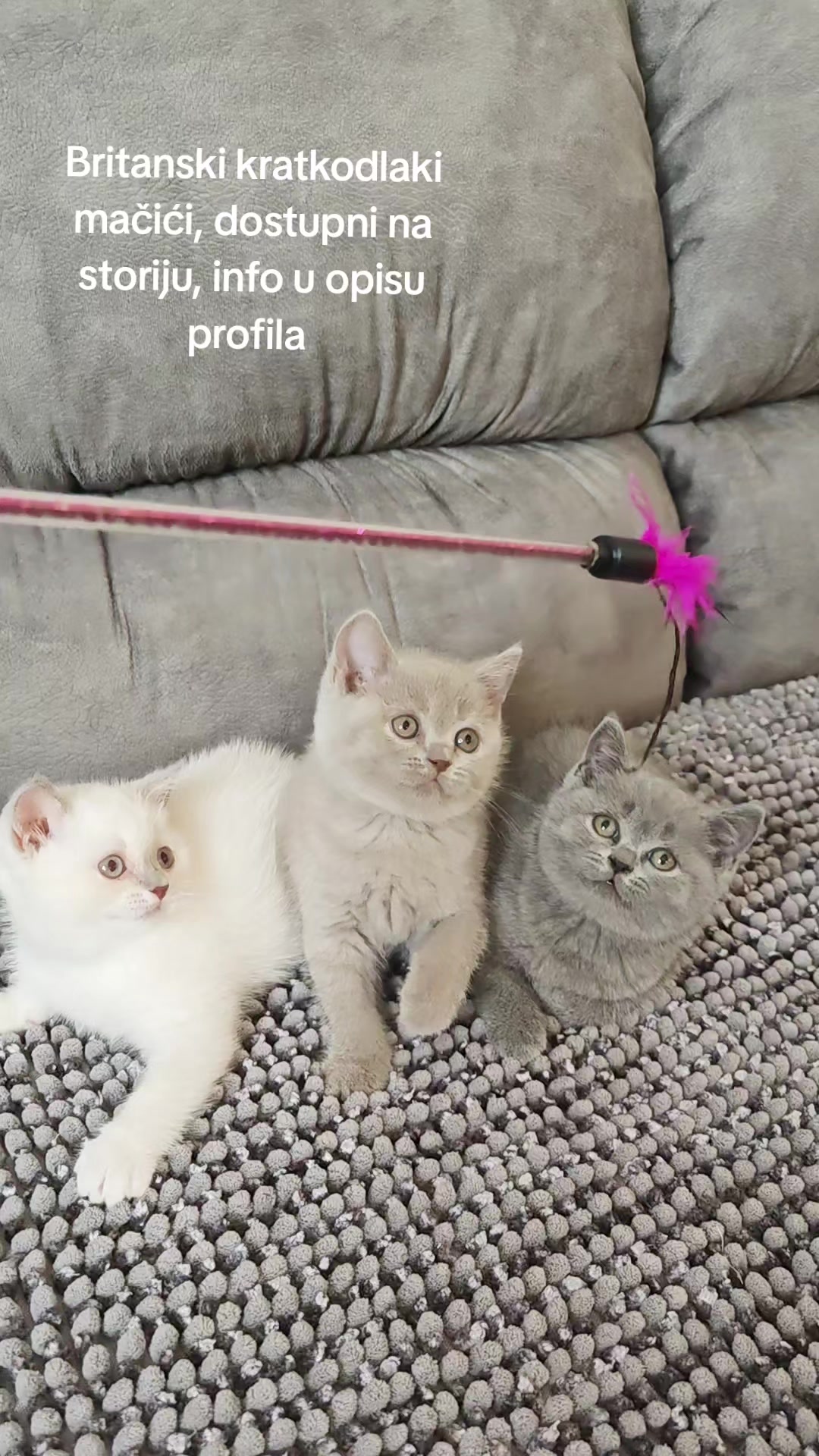 @Britanska kratkodlaka mačka