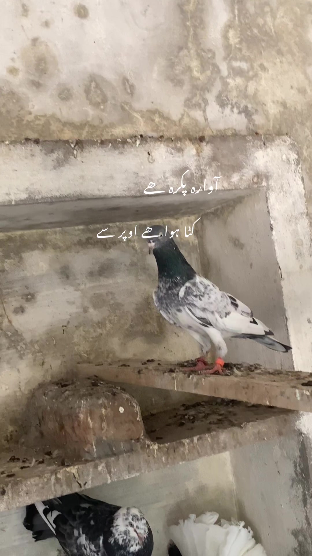 @hassnani68