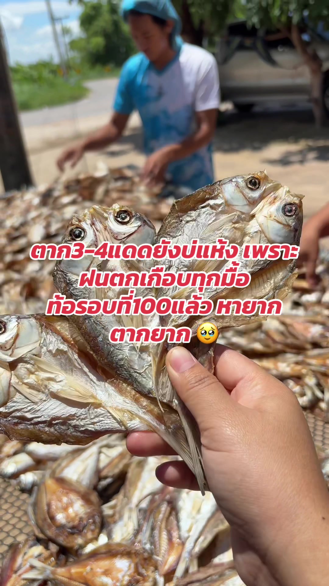 @Saimai Saifon
