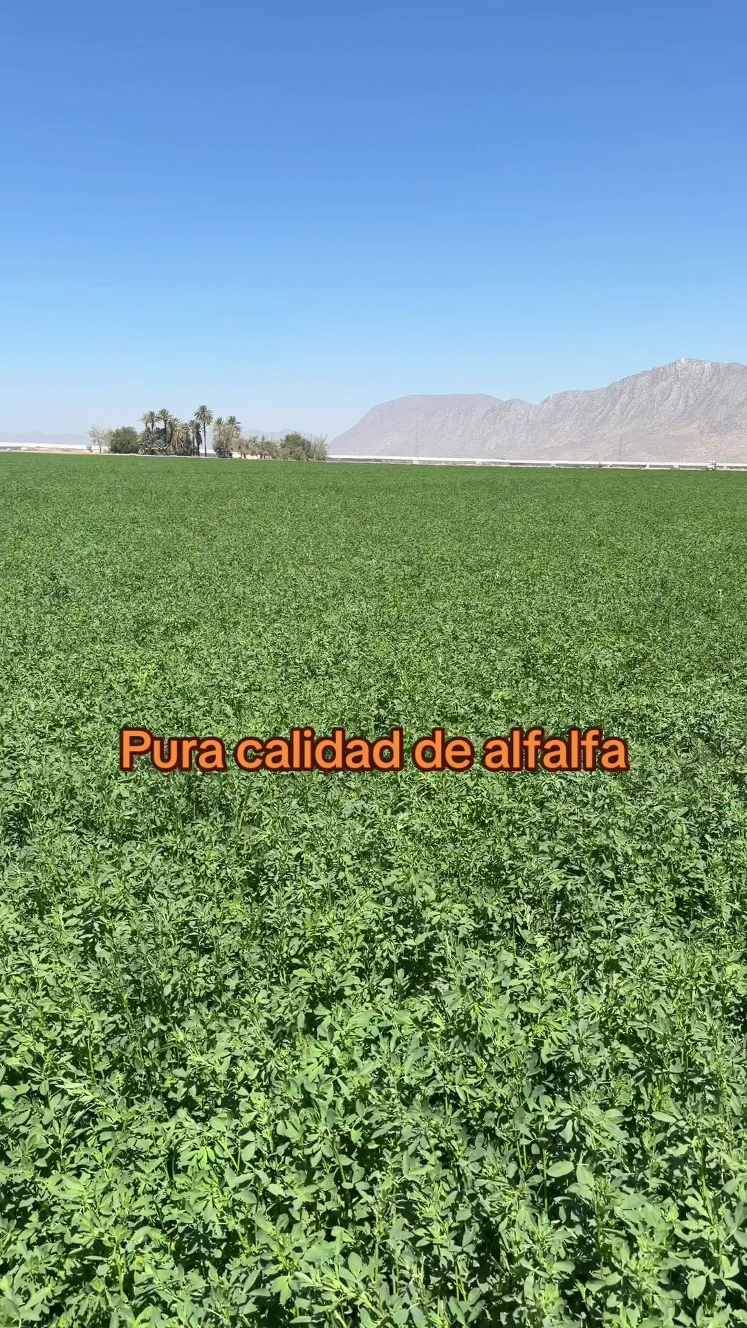 @Pablo Villarreal