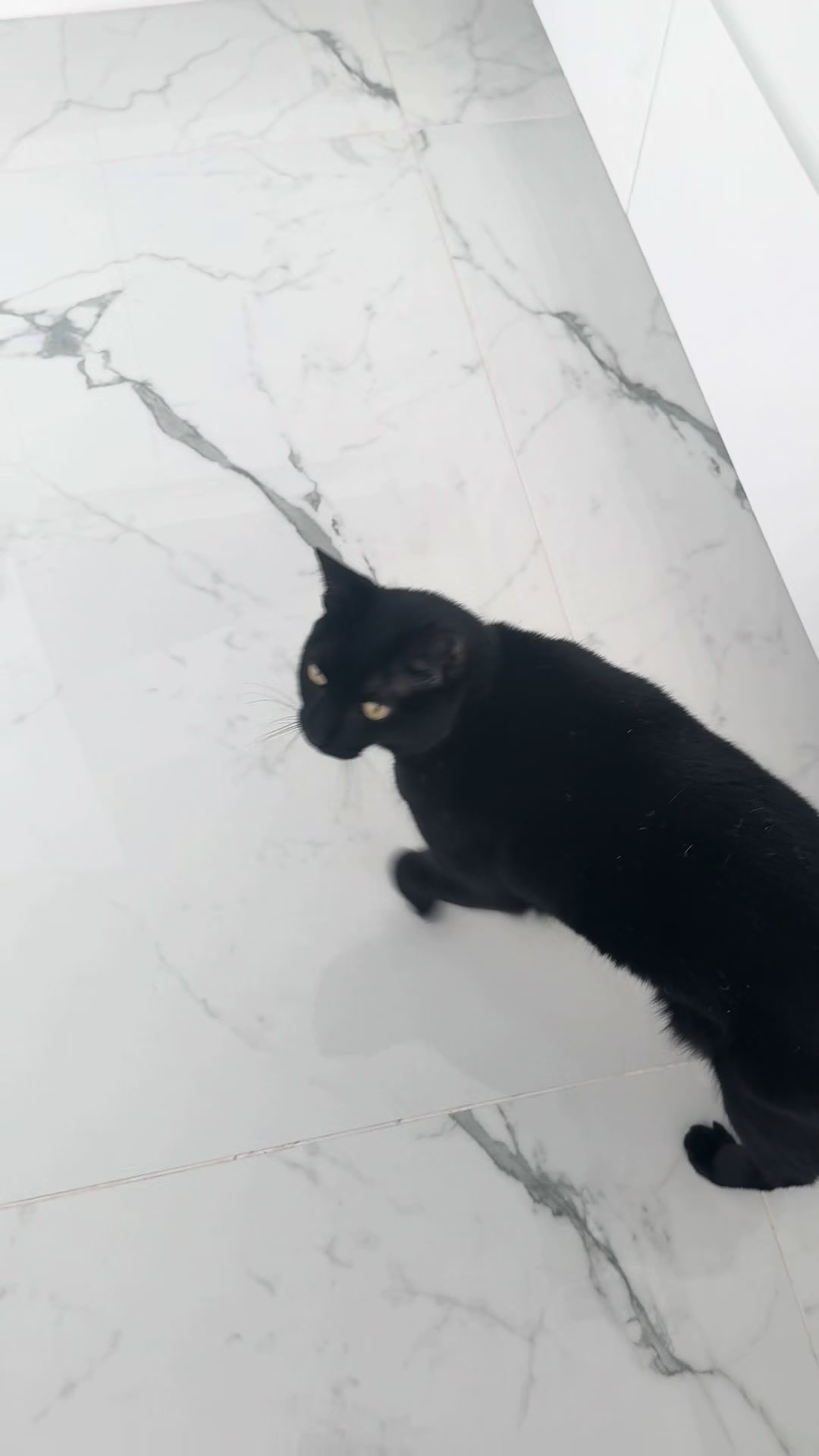 @Oscar Jeremy the cat!